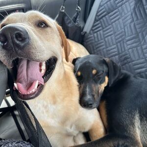 Meet your Posher, Lizzy